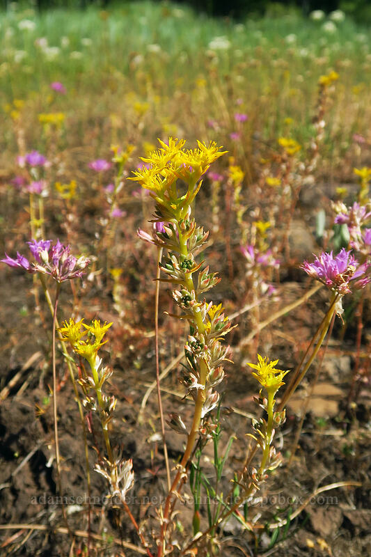 worm-leaf stonecrop & taper-tip onion (Sedum stenopetalum, Allium acuminatum) [Forest Road 18, Malheur National Forest, Grant County, Oregon]