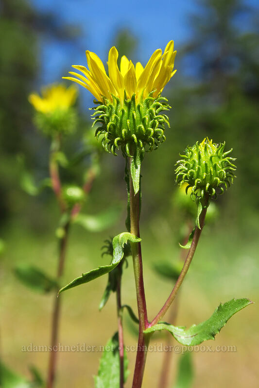 gumweed (Grindelia hirsutula) [Forest Road 18, Malheur National Forest, Grant County, Oregon]