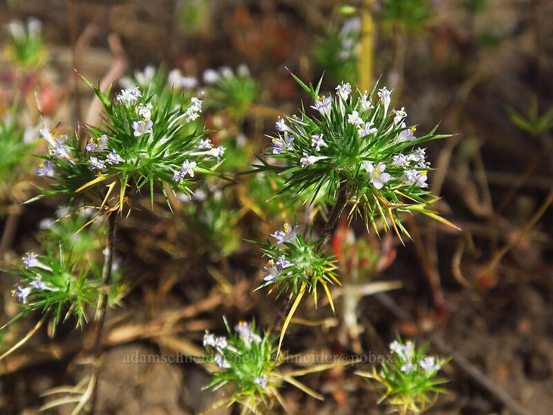 needle-leaf navarretia (Navarretia intertexta ssp. propinqua) [Forest Road 18, Malheur National Forest, Grant County, Oregon]