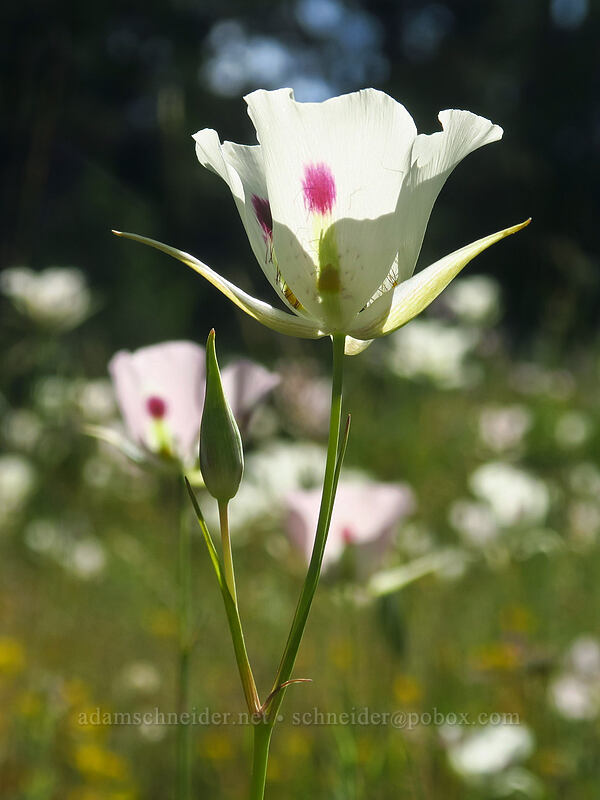 big-pod mariposa lilies (Calochortus eurycarpus) [Forest Road 3945, Malheur National Forest, Grant County, Oregon]