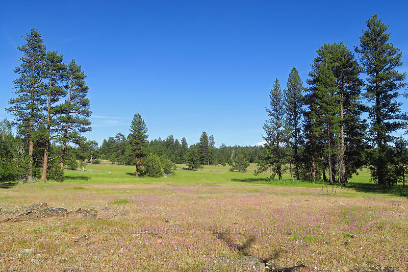 Keeney Meadows [Keeney Meadows, Malheur National Forest, Grant County, Oregon]