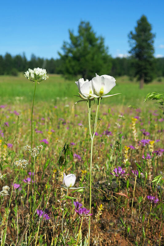 mariposa lily, onions, & triteleia (Calochortus eurycarpus, Allium acuminatum, Triteleia hyacinthina (Brodiaea hyacinthina)) [Keeney Meadows, Malheur National Forest, Grant County, Oregon]