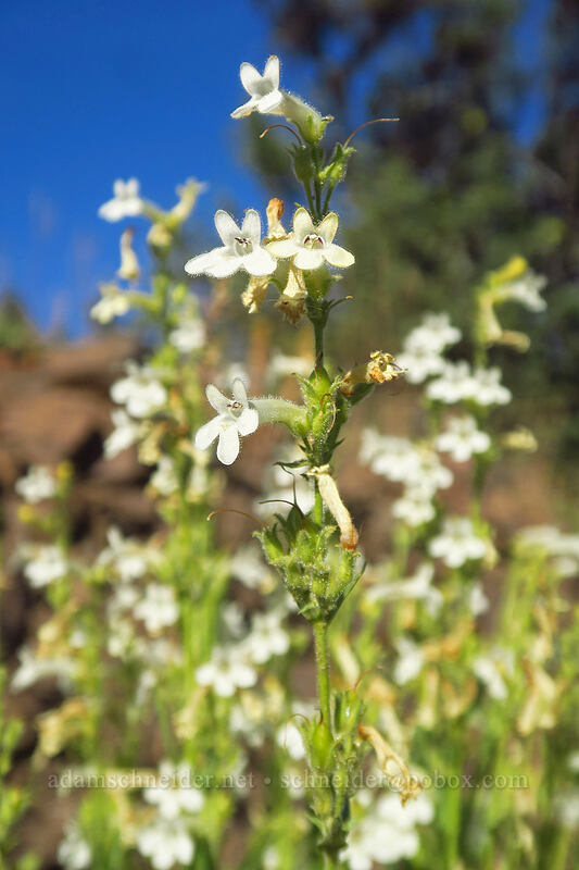 hot rock penstemon (Penstemon deustus) [Forest Road 3940, Malheur National Forest, Grant County, Oregon]