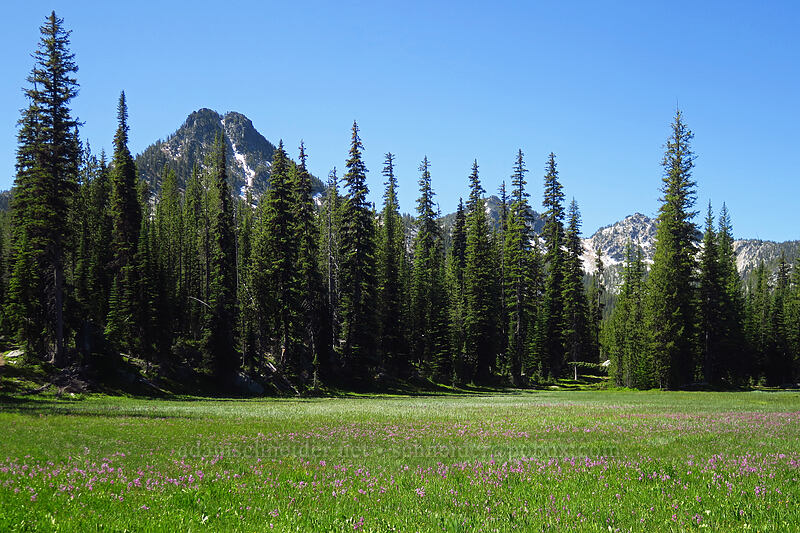 Gunsight Butte & shooting stars (Dodecatheon jeffreyi (Primula jeffreyi)) [Elkhorn Crest Trail, Wallowa-Whitman National Forest, Baker County, Oregon]