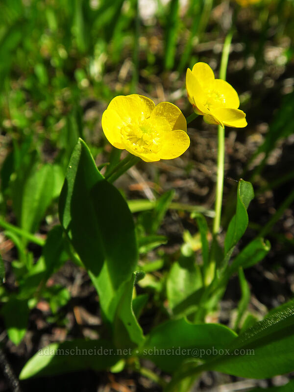 dwarf plantain-leaf buttercups (Ranunculus alismifolius var. alismellus) [Elkhorn Crest Trail, Wallowa-Whitman National Forest, Baker County, Oregon]