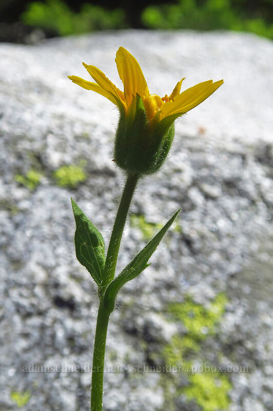 Nevada arnica (Arnica nevadensis) [Elkhorn Crest Trail, Wallowa-Whitman National Forest, Baker County, Oregon]