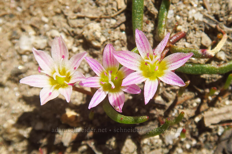 three-leaf lewisia (Lewisia triphylla) [Elkhorn Crest Trail, Wallowa-Whitman National Forest, Baker County, Oregon]