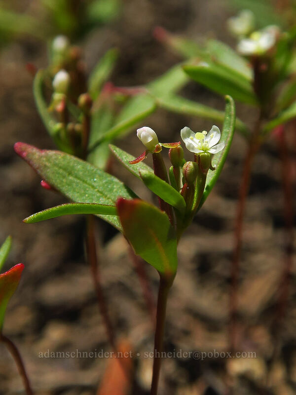 dwarf groundsmoke (Gayophytum humile) [Elkhorn Crest Trail, Wallowa-Whitman National Forest, Baker County, Oregon]