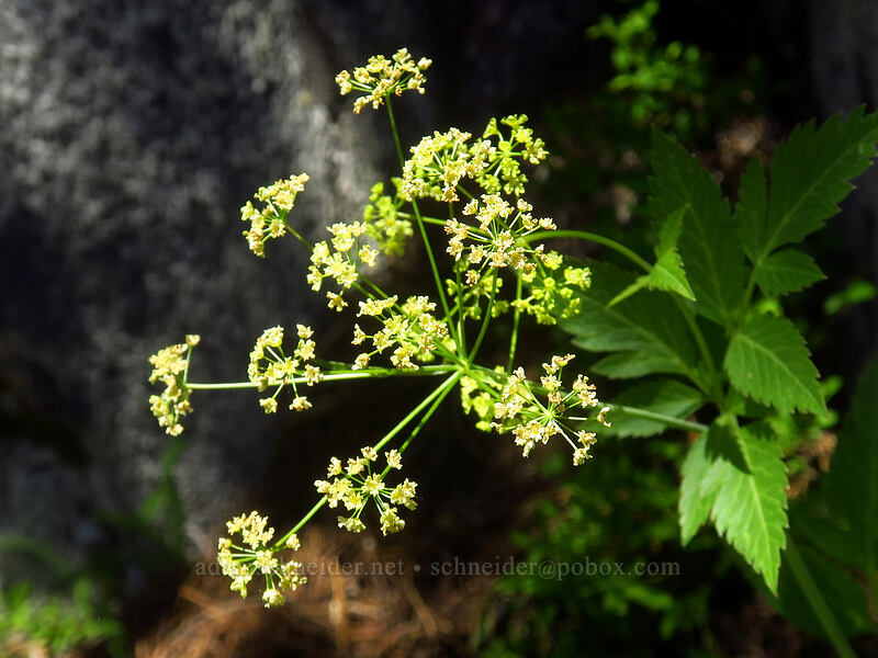 western sweet-cicely (Osmorhiza occidentalis) [Elkhorn Crest Trail, Wallowa-Whitman National Forest, Baker County, Oregon]