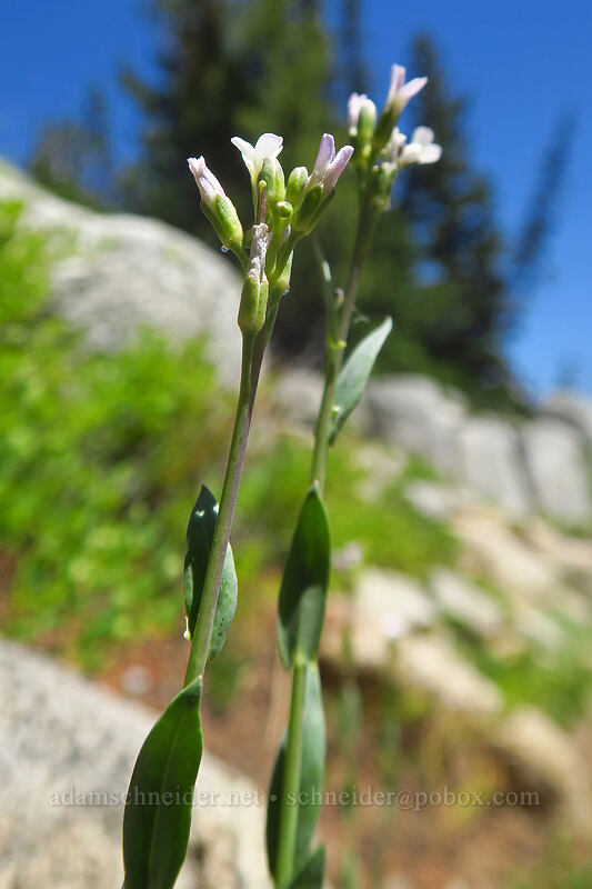Drummond's rock-cress (Boechera stricta (Arabis drummondii)) [Elkhorn Crest Trail, Wallowa-Whitman National Forest, Baker County, Oregon]
