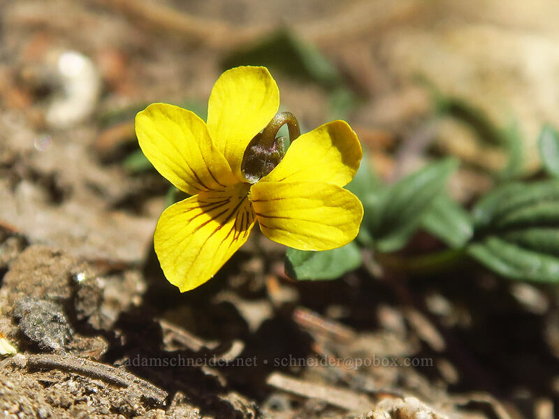 goose-foot violet (Viola purpurea) [Elkhorn Crest Trail, Wallowa-Whitman National Forest, Baker County, Oregon]