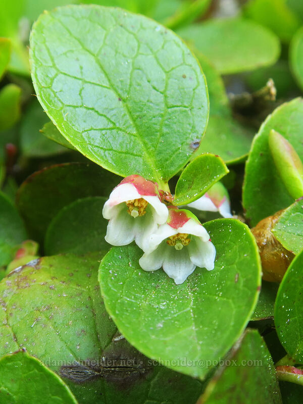 alpine wintergreen (Gaultheria humifusa) [Elkhorn Crest Trail, Wallowa-Whitman National Forest, Baker County, Oregon]