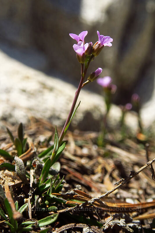 Lyall's rock-cress (Boechera lyallii (Arabis lyallii)) [Elkhorn Crest Trail, Wallowa-Whitman National Forest, Baker County, Oregon]