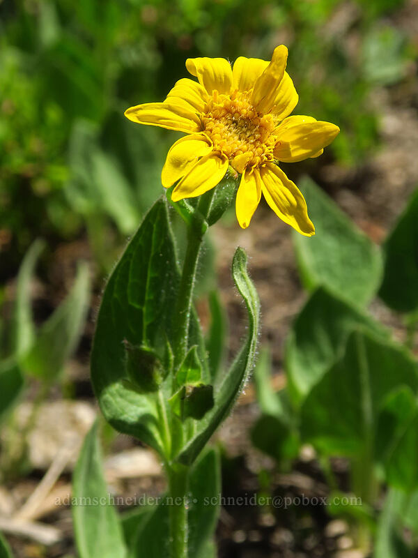 sticky-leaf arnica (Arnica ovata (Arnica diversifolia)) [Angell Pass, Wallowa-Whitman National Forest, Grant County, Oregon]