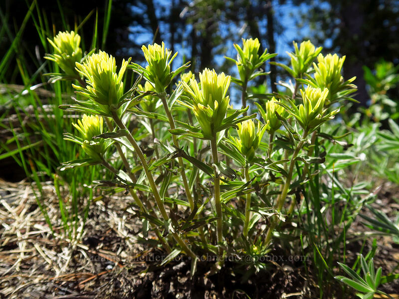 glandular paintbrush (Castilleja glandulifera) [Elkhorn Crest Trail, North Fork John Day Wilderness, Grant County, Oregon]