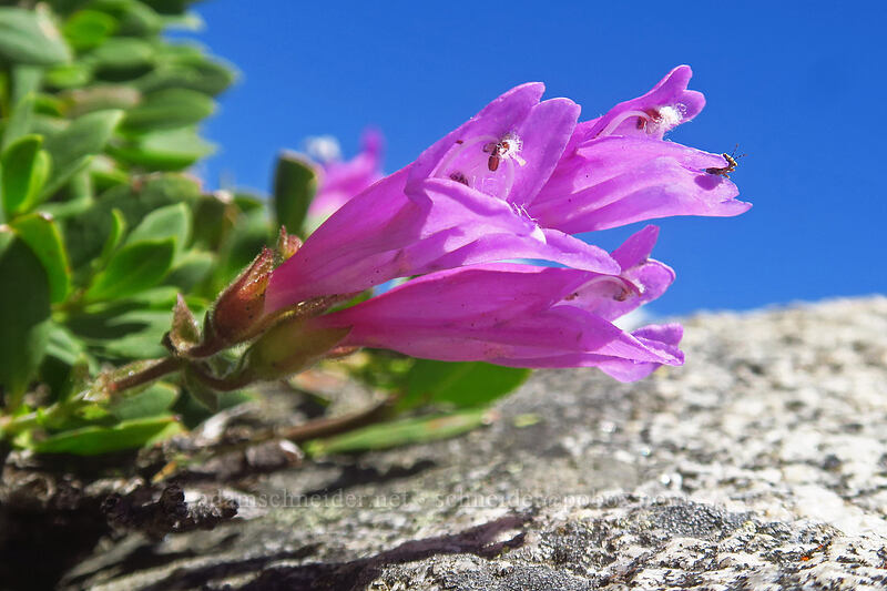 shrubby penstemon, hot pink version (Penstemon fruticosus) [Elkhorn Crest Trail, North Fork John Day Wilderness, Grant County, Oregon]