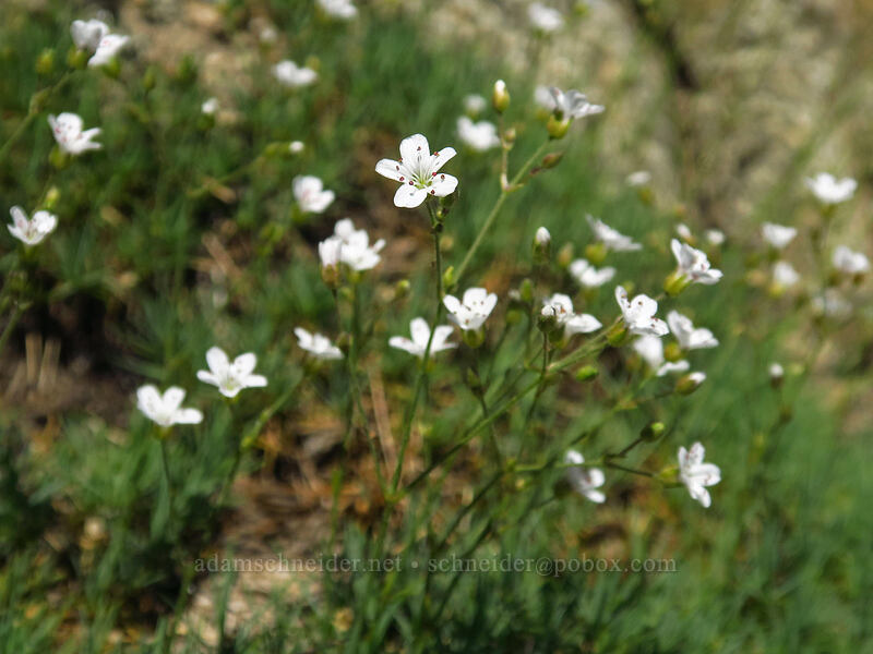 prickly sandwort (Eremogone aculeata (Arenaria aculeata)) [Dutch Flat Saddle, North Fork John Day Wilderness, Baker County, Oregon]
