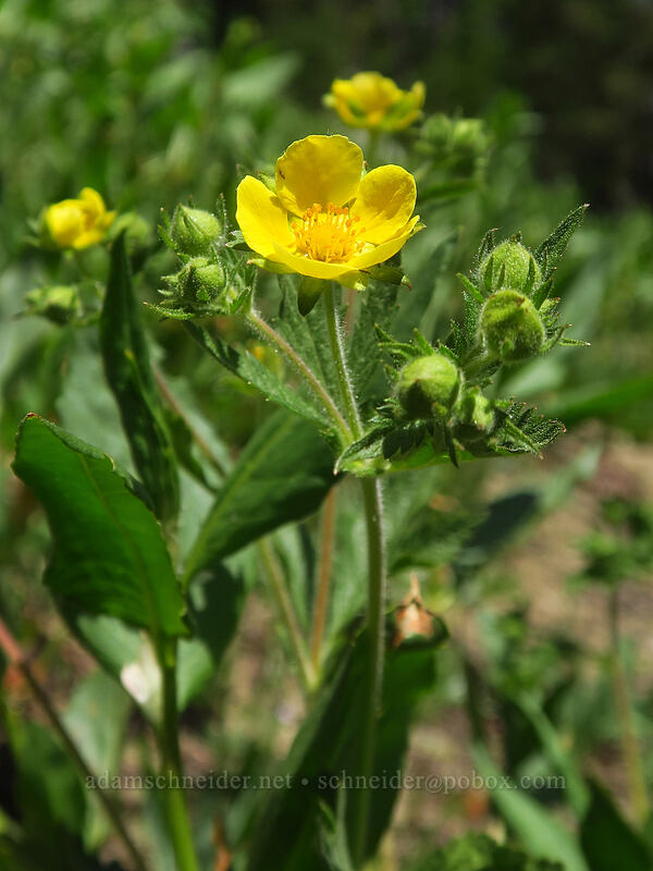 Idaho drymocallis/cinquefoil (Drymocallis glabrata (Potentilla glandulosa var. intermedia)) [Crawfish Basin Trail, North Fork John Day Wilderness, Grant County, Oregon]