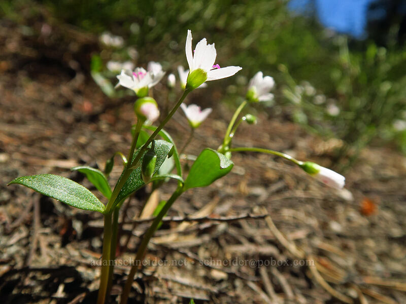 lance-leaf spring-beaty (Claytonia lanceolata) [Crawfish Basin Trail, North Fork John Day Wilderness, Grant County, Oregon]