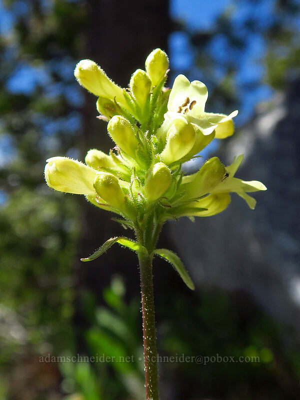 yellow sulphur penstemon (Penstemon attenuatus var. attenuatus) [Crawfish Basin Trail, North Fork John Day Wilderness, Grant County, Oregon]
