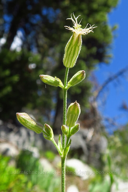Oregon catchfly (Silene oregana) [Crawfish Basin Trail, North Fork John Day Wilderness, Grant County, Oregon]