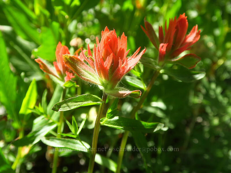 scarlet paintbrush (Castilleja miniata) [Crawfish Basin Trail, North Fork John Day Wilderness, Grant County, Oregon]
