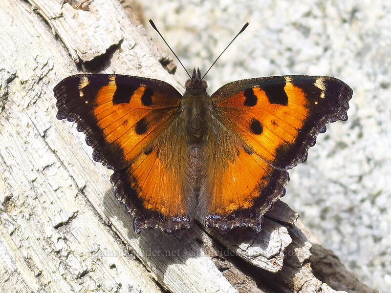 California tortoiseshell butterfly (Nymphalis californica) [Crawfish Basin Trail, Wallowa-Whitman National Forest, Grant County, Oregon]