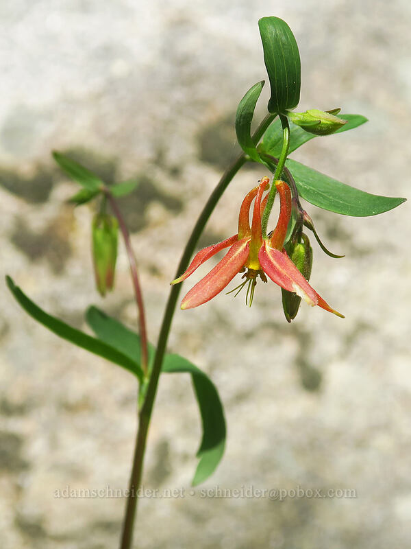 western columbine (Aquilegia formosa) [Crawfish Basin Trail, Wallowa-Whitman National Forest, Grant County, Oregon]