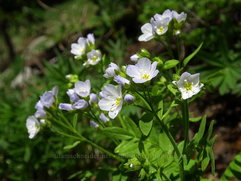 California Jacob's-ladder (Polemonium californicum) [Crawfish Basin Trail, Wallowa-Whitman National Forest, Grant County, Oregon]
