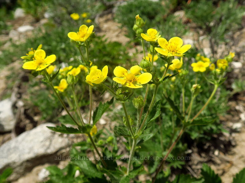 cliff cinquefoil (Drymocallis pseudorupestris var. saxicola (Potentilla glandulosa ssp. pseudorupestris)) [Crawfish Basin Trail, Wallowa-Whitman National Forest, Grant County, Oregon]