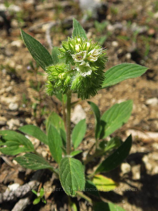 silver-leaf phacelia (Phacelia hastata) [Crawfish Basin Trail, Wallowa-Whitman National Forest, Grant County, Oregon]