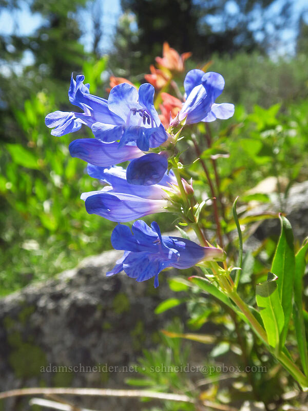 showy penstemon (Penstemon speciosus) [Crawfish Basin Trail, Wallowa-Whitman National Forest, Grant County, Oregon]