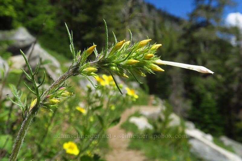 slender-tube skyrocket, budding (Ipomopsis tenuituba) [Crawfish Basin Trail, Wallowa-Whitman National Forest, Grant County, Oregon]
