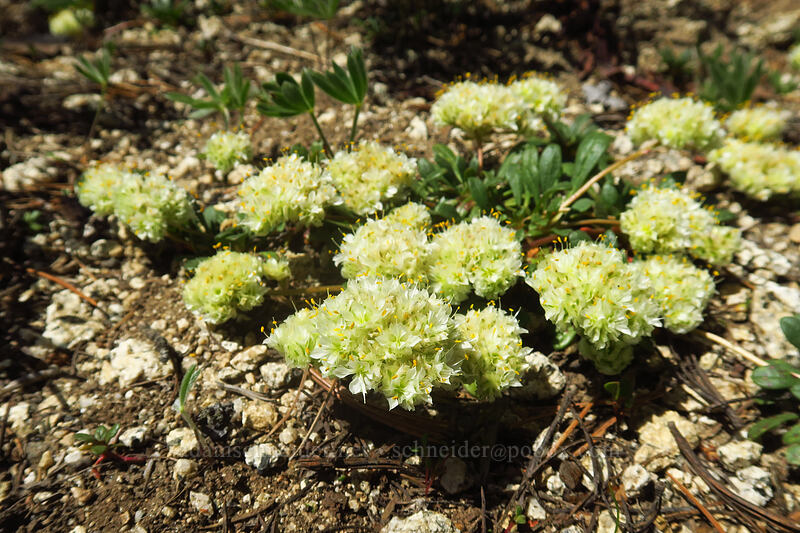 yellowish pussy-paws (Calyptridium umbellatum (Cistanthe umbellata)) [Crawfish Basin Trail, Wallowa-Whitman National Forest, Grant County, Oregon]