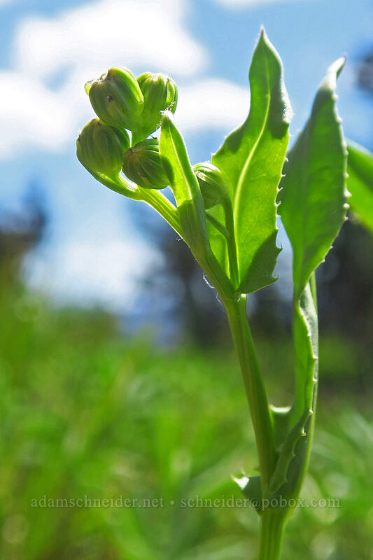 thick-leaved groundsel, budding (Senecio crassulus) [Crawfish Basin Trail, Wallowa-Whitman National Forest, Grant County, Oregon]