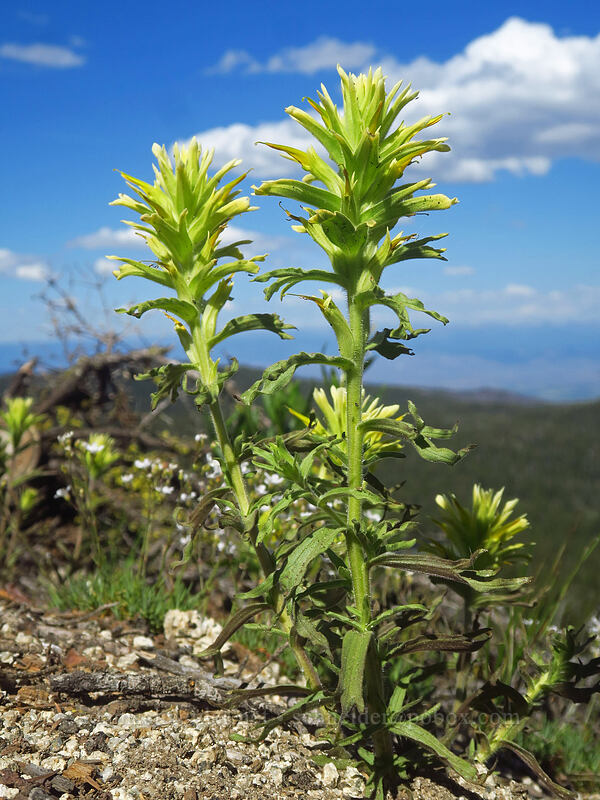 glandular paintbrush (Castilleja glandulifera) [Forest Road 7300-187, Wallowa-Whitman National Forest, Baker County, Oregon]