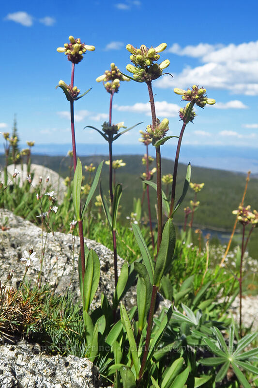 yellow sulphur penstemon, budding (Penstemon attenuatus var. attenuatus) [Forest Road 7300-187, Wallowa-Whitman National Forest, Baker County, Oregon]