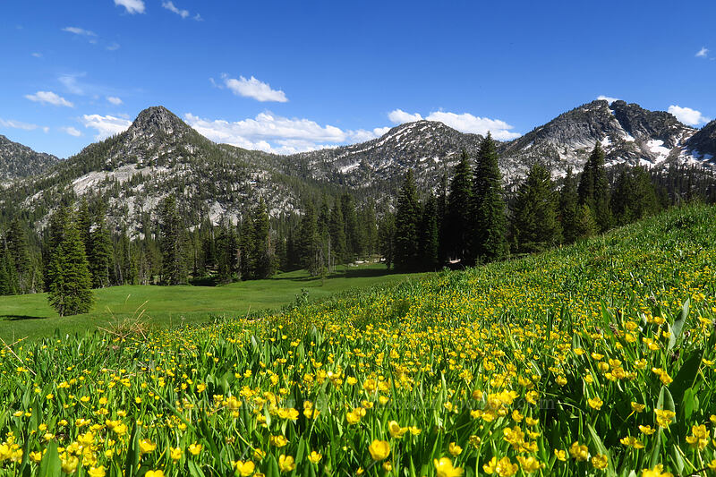 buttercups (Ranunculus alismifolius) [Forest Road 7300-185, Wallowa-Whitman National Forest, Baker County, Oregon]