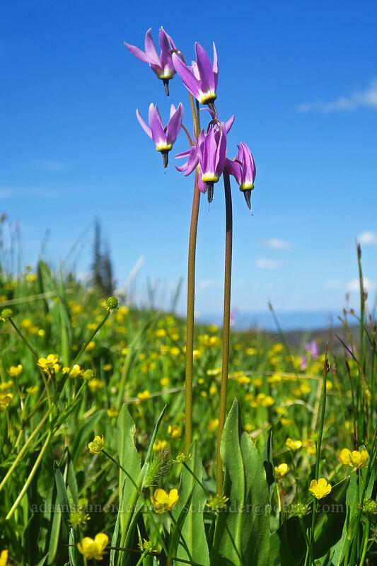 tall mountain shooting stars (Dodecatheon jeffreyi (Primula jeffreyi)) [Forest Road 7300-185, Wallowa-Whitman National Forest, Baker County, Oregon]
