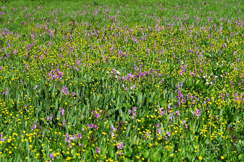 shooting stars & buttercups (Dodecatheon jeffreyi (Primula jeffreyi), Ranunculus alismifolius) [Hoffer Lakes Trail, Wallowa-Whitman National Forest, Baker County, Oregon]