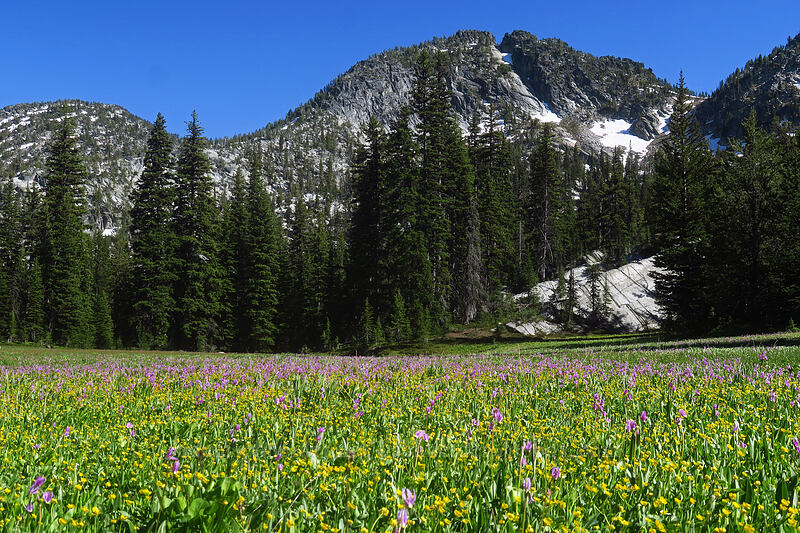 shooting stars & buttercups (Dodecatheon jeffreyi (Primula jeffreyi), Ranunculus alismifolius) [Hoffer Lakes Trail, Wallowa-Whitman National Forest, Baker County, Oregon]
