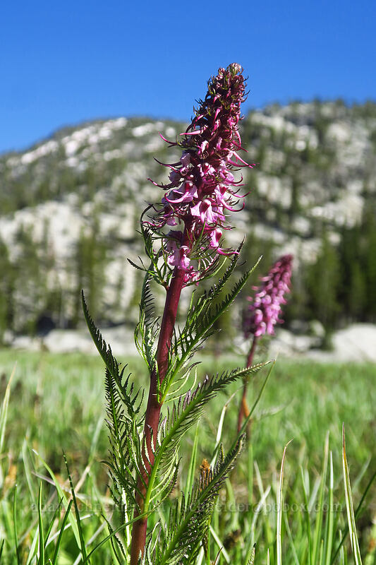 elephant's-head lousewort (Pedicularis groenlandica) [Hoffer Lakes Trail, Wallowa-Whitman National Forest, Baker County, Oregon]