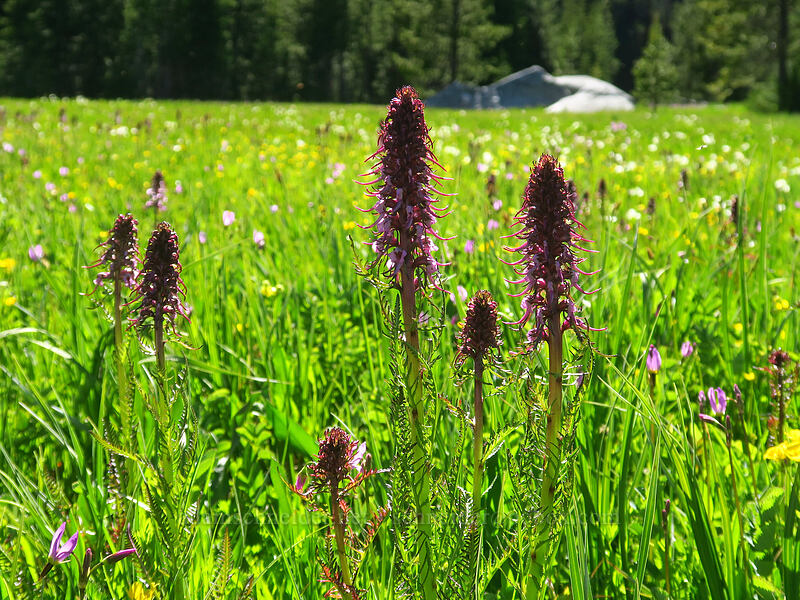 elephant's-head lousewort (Pedicularis groenlandica) [Hoffer Lakes Trail, Wallowa-Whitman National Forest, Baker County, Oregon]