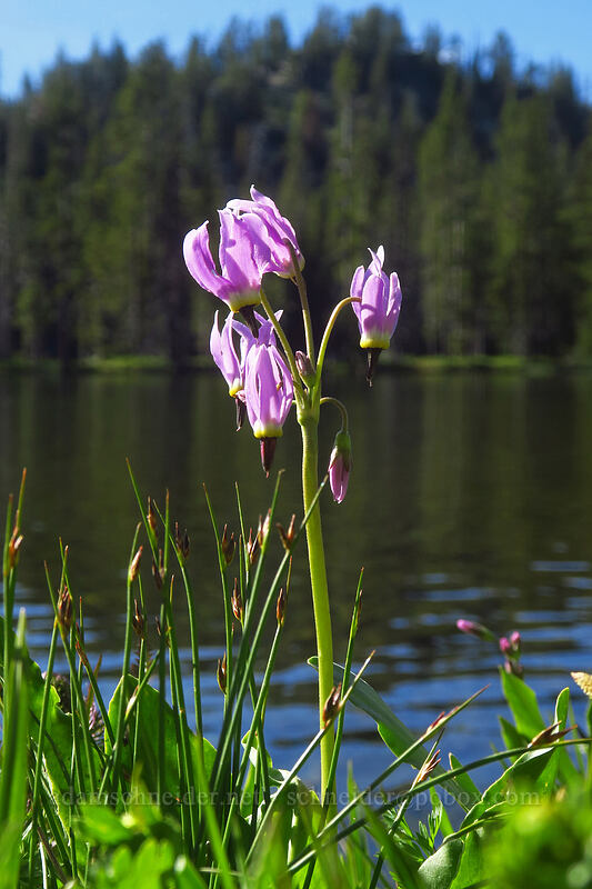 tall mountain shooting stars (Dodecatheon jeffreyi (Primula jeffreyi)) [Hoffer Lakes Trail, Wallowa-Whitman National Forest, Baker County, Oregon]