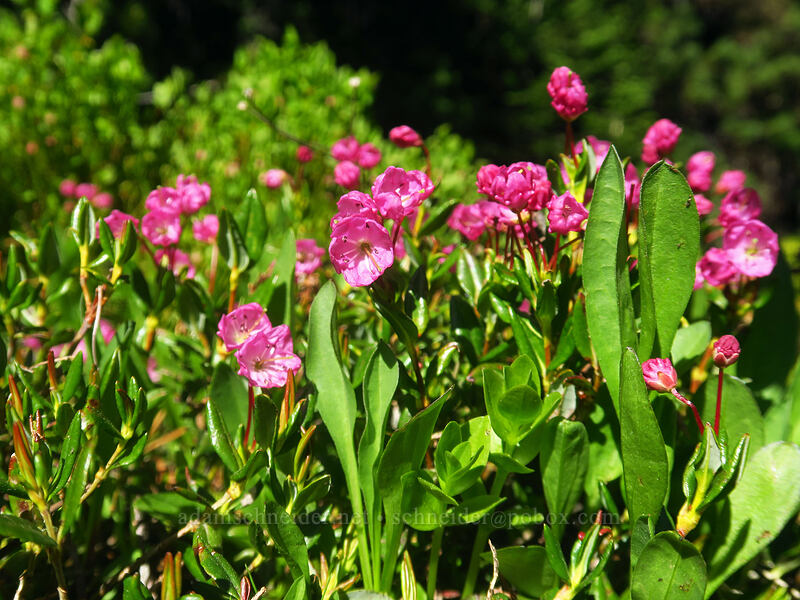 western bog laurel (Kalmia microphylla (Kalmia polifolia ssp. microphylla)) [Hoffer Lakes Trail, Wallowa-Whitman National Forest, Baker County, Oregon]