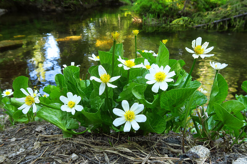 white marsh-marigolds (Caltha biflora (Caltha leptosepala var. biflora)) [Hoffer Lakes Trail, Wallowa-Whitman National Forest, Baker County, Oregon]