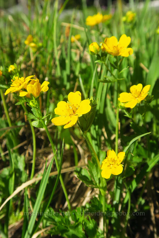 fan-leaf cinquefoil (Potentilla flabellifolia) [Black Lake Trail, Wallowa-Whitman National Forest, Baker County, Oregon]