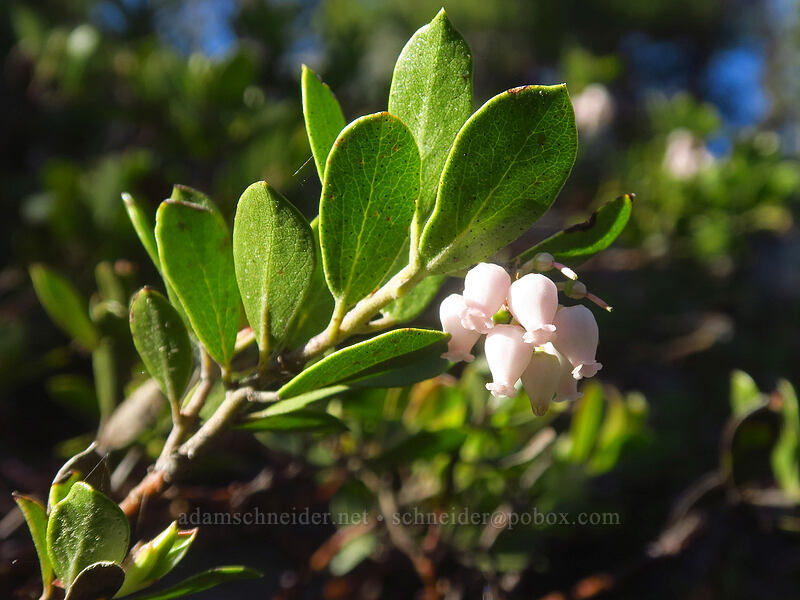 pine-mat manzanita (Arctostaphylos nevadensis) [Elkhorn Crest Trail, Wallowa-Whitman National Forest, Baker County, Oregon]