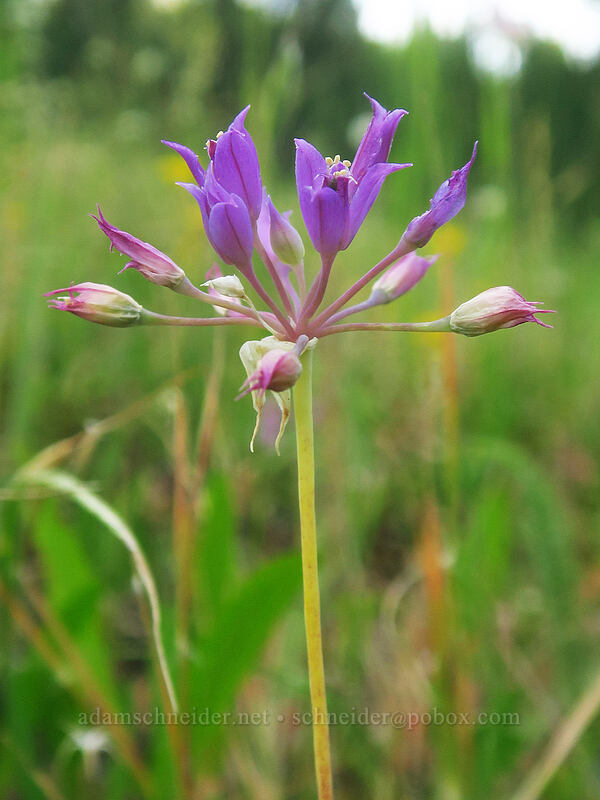taper-tip onion (Allium acuminatum) [Forest Road 73, Wallowa-Whitman National Forest, Grant County, Oregon]