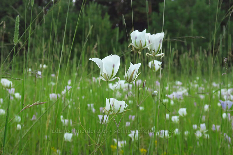 big-pod mariposa lilies (Calochortus eurycarpus) [Forest Road 73, Wallowa-Whitman National Forest, Grant County, Oregon]